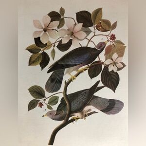 Vintage Audubon Bird Illustration Bookplate Band Tailed Pigeon & Rock Ptarmigan